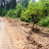  Wegverbreiterung ohne Rücksicht auf Verluste!   © Foto: IPP (abs)